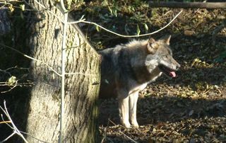 2013_12_17_Courzieu_01_Loup