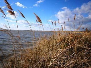 2015_03_26_Camargue_01_Canne