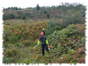 2018-10-11-chantier-ecole-gmnf-abattage-tronconneuse