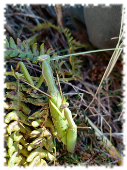 2018-10-11-mantes-religieuses-faune