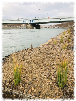 2019-12-20-genie-vegetal-gabion-lyon-01