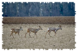 2021-03-14-affut-formation-faune-chevreuil-01