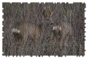 2021-03-14-affut-formation-faune-chevreuil-03