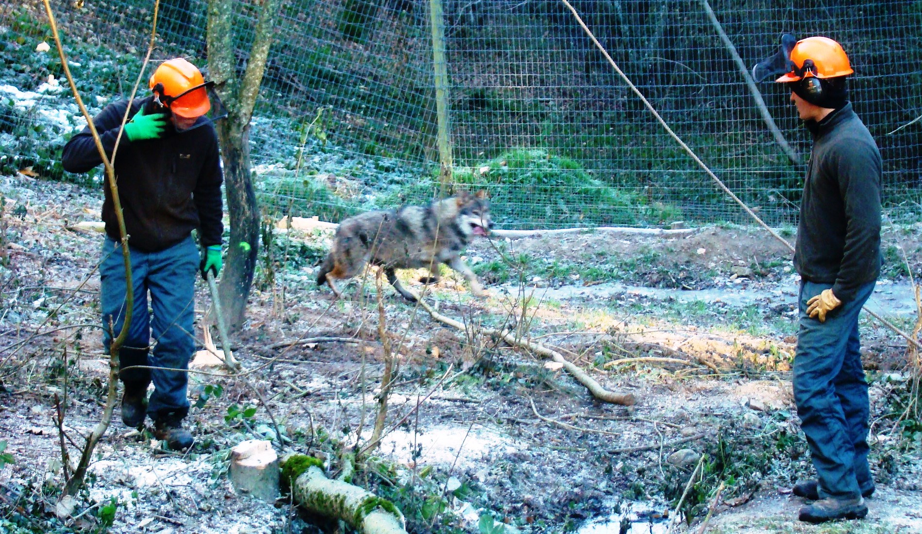 Bac pro gmnf Chantier avec les loups