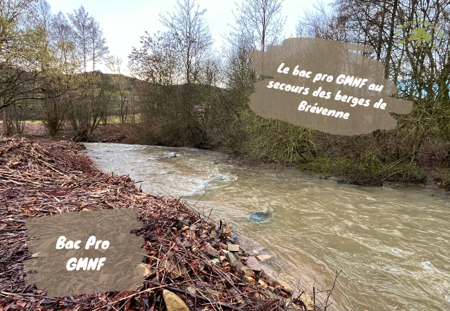 Bac pro GMNF MFR Anse chantier berges Brévenne lutte renouée du Japon