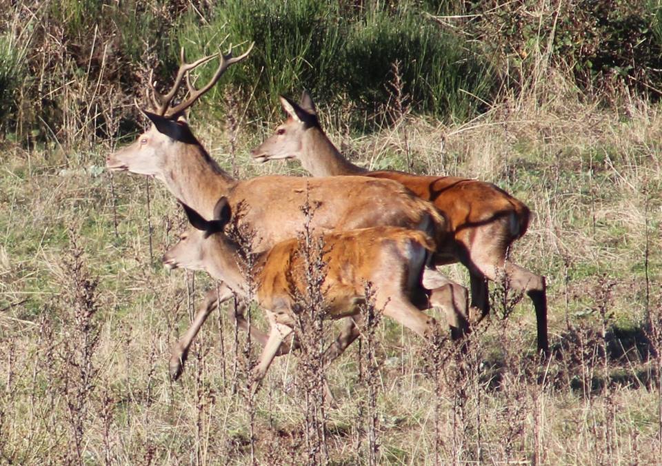 Devenir Garde Chasse